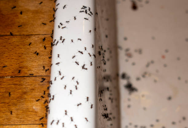 Best Ant Control Services  in Spanish Lake, MO