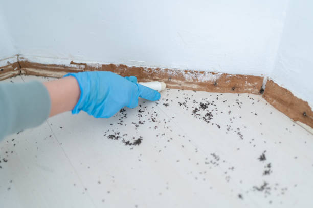 Best Wasp Removal Services  in Spanish Lake, MO